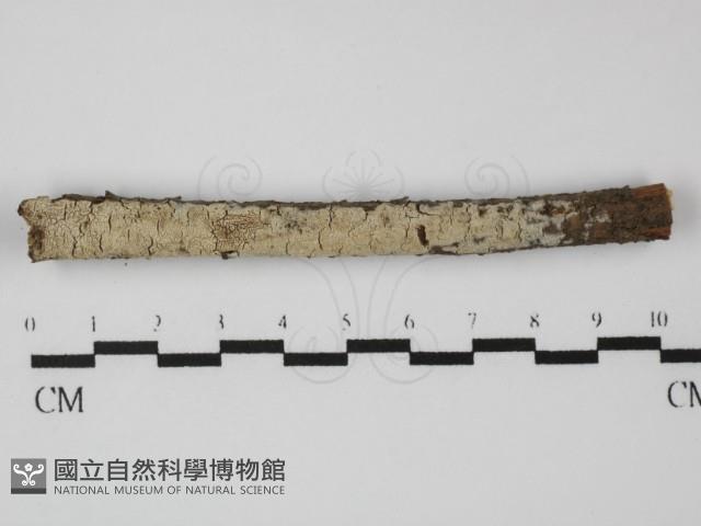 登錄號:F0031392藏品圖，第1張