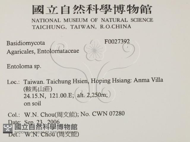 粉褶菌屬藏品圖，第2張