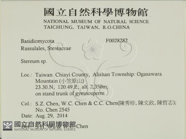 韌革菌屬藏品圖，第2張