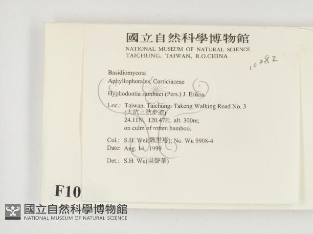 冇骨消絲齒菌藏品圖，第2張