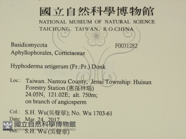 剛毛絲皮菌藏品圖，第2張