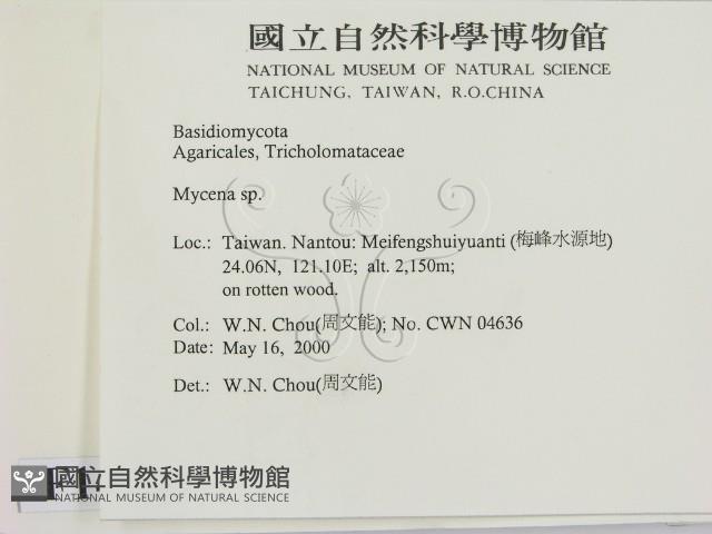 小菇屬藏品圖，第2張