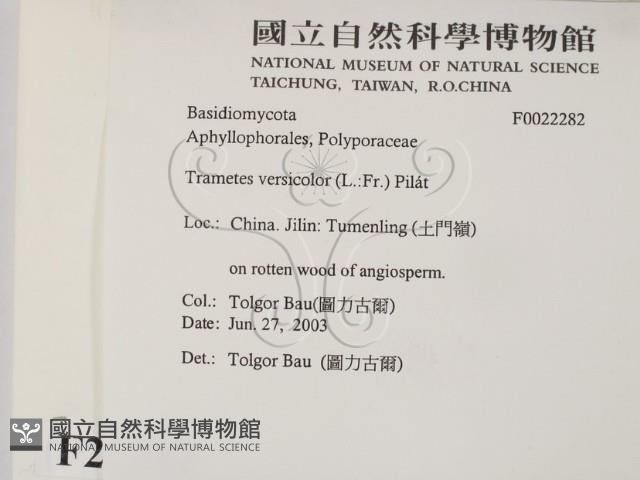 雲芝藏品圖，第2張