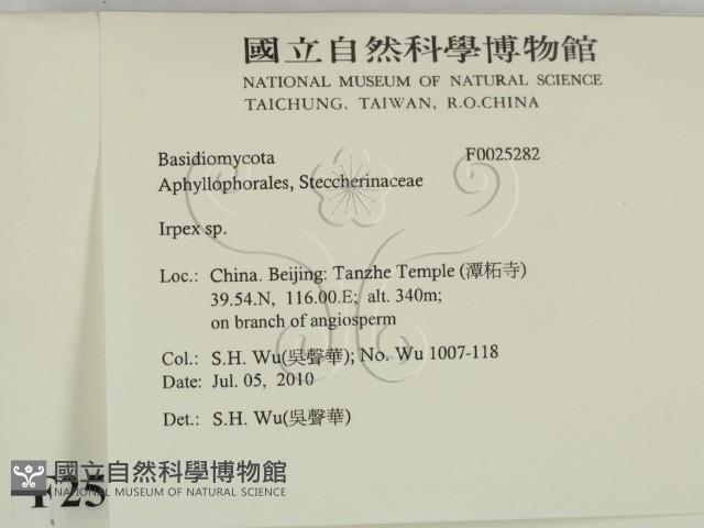 耙菌屬藏品圖，第2張