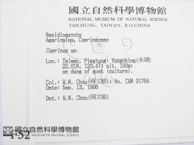 鬼傘屬藏品圖，第2張