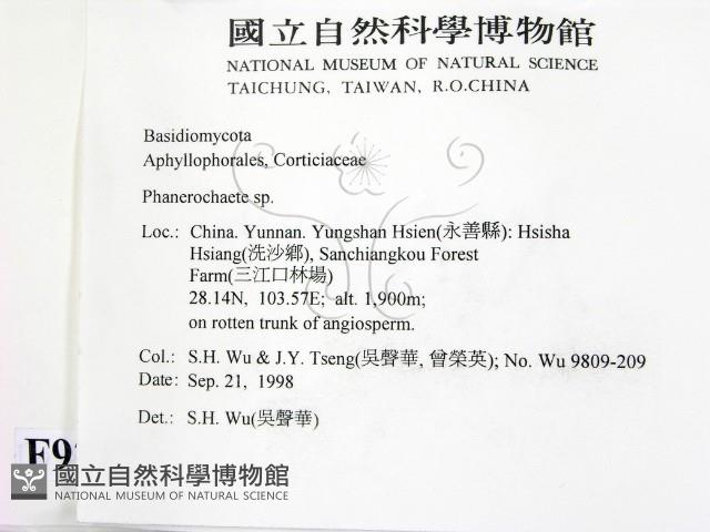 顯絲菌屬藏品圖，第2張