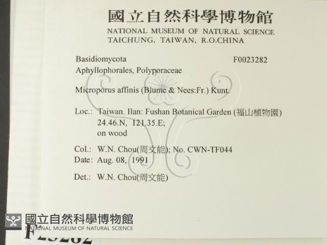 相鄰小孔菌藏品圖，第2張