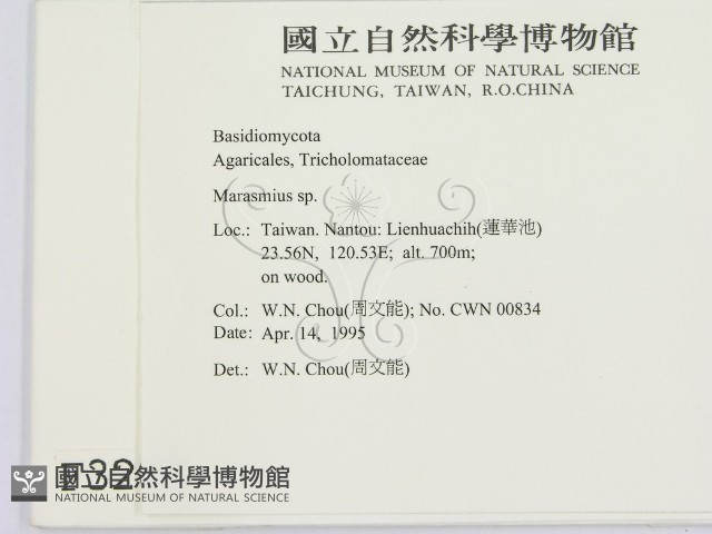 小皮傘屬藏品圖，第2張