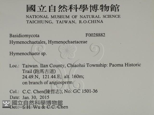 刺革菌屬藏品圖，第2張