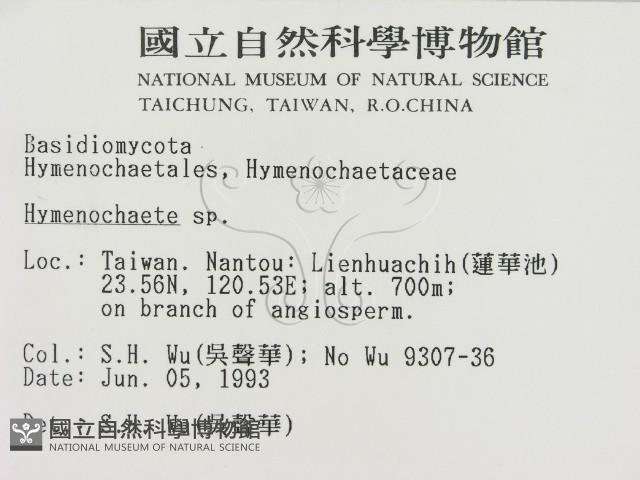 刺革菌屬藏品圖，第2張