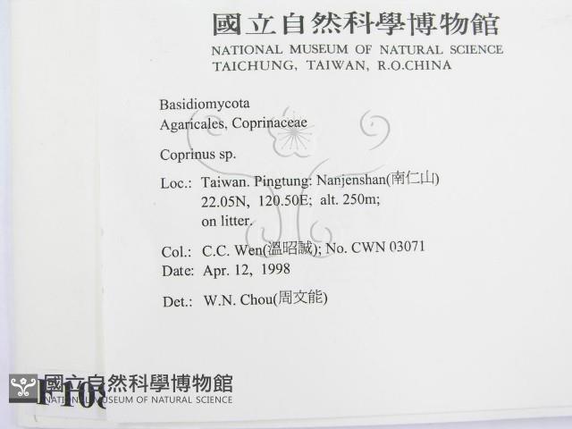 鬼傘屬藏品圖，第2張