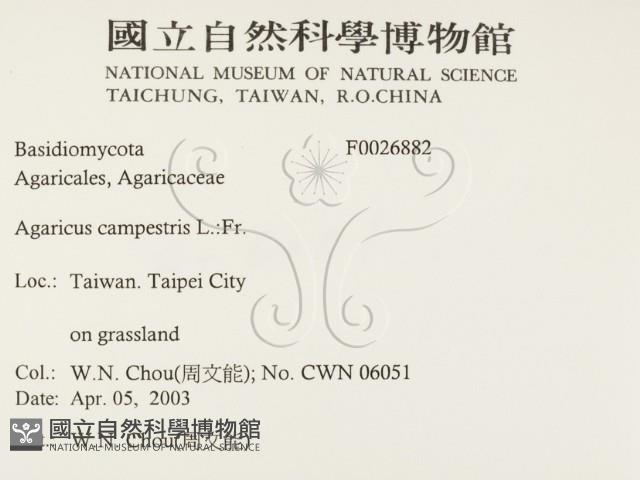 蘑菇藏品圖，第2張