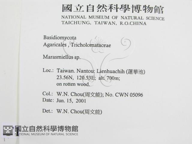 微皮傘屬藏品圖，第2張