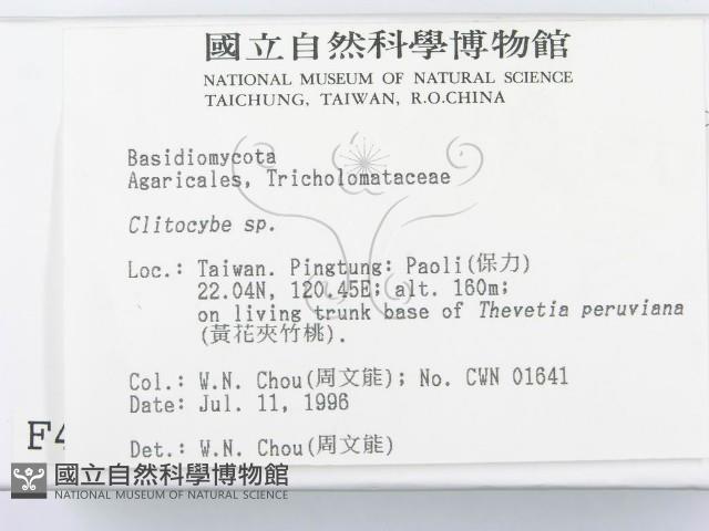 杯傘屬藏品圖，第2張