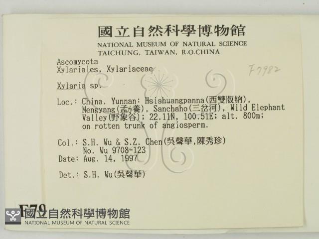 炭角菌屬藏品圖，第2張