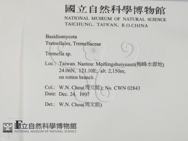 銀耳屬藏品圖，第2張