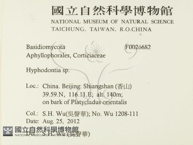 絲齒菌屬藏品圖，第2張