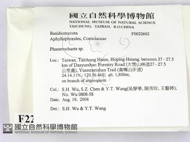 顯絲菌屬藏品圖，第2張