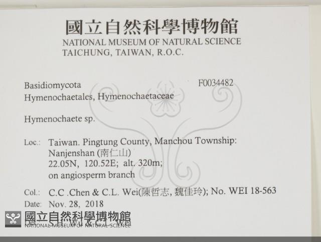 刺革菌屬藏品圖，第2張