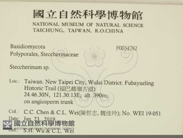 齒耳菌屬藏品圖，第2張