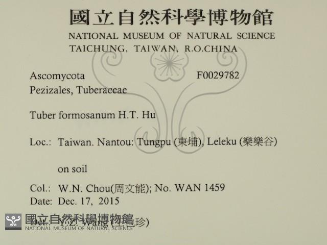 台灣塊菌藏品圖，第2張