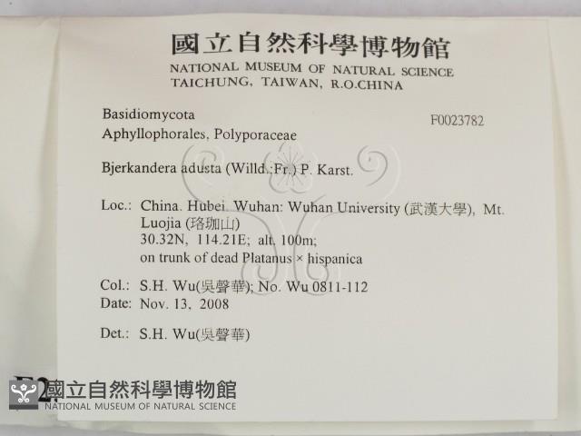 煙管菌藏品圖，第2張