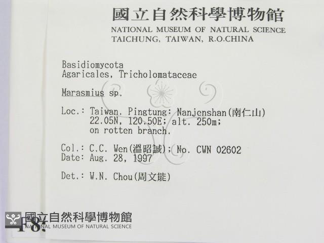 小皮傘屬藏品圖，第2張