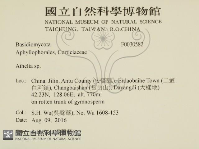 阿太菌屬藏品圖，第2張