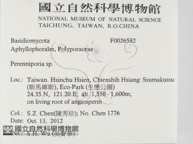 多年臥孔菌屬藏品圖，第2張
