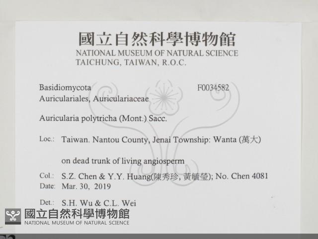 毛木耳藏品圖，第2張