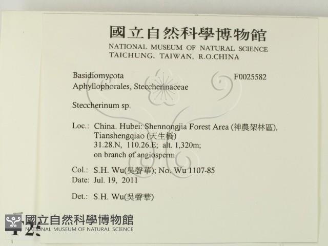 齒耳菌屬藏品圖，第2張