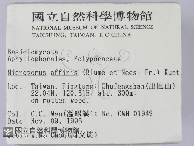 相鄰小孔菌藏品圖，第2張