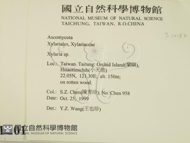 炭角菌屬藏品圖，第2張