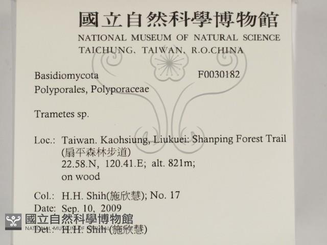 栓菌屬藏品圖，第2張