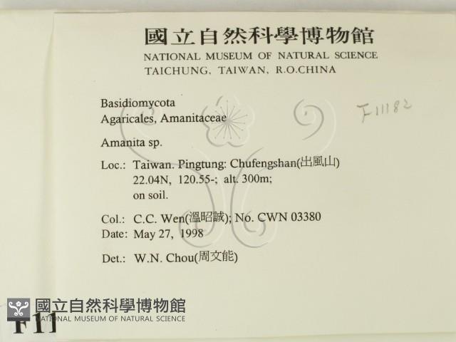 鵝膏屬藏品圖，第2張