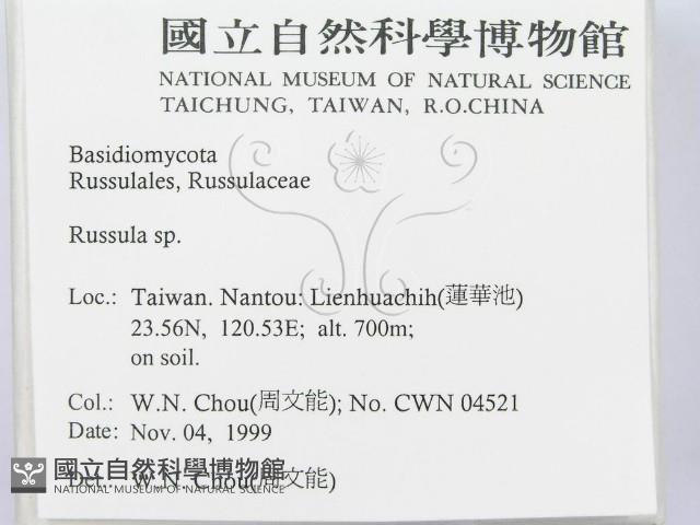 紅菇屬藏品圖，第2張