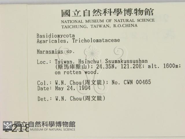 小皮傘屬藏品圖，第2張