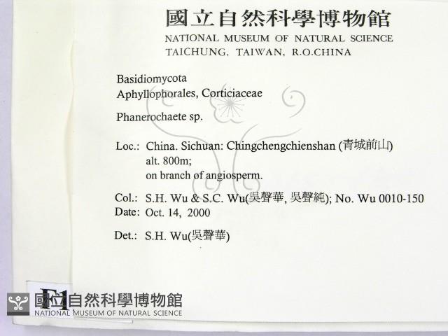 顯絲菌屬藏品圖，第2張
