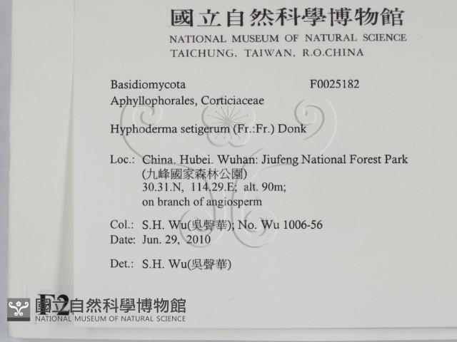 剛毛絲皮菌藏品圖，第2張