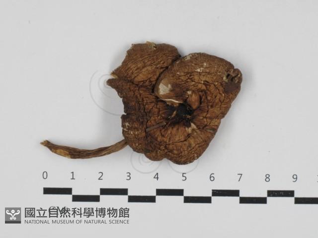 登錄號:F0033182藏品圖，第2張