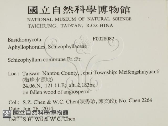 裂褶菌藏品圖，第2張