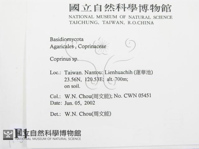 鬼傘屬藏品圖，第2張