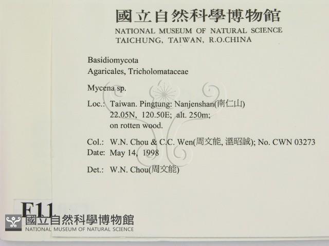小菇屬藏品圖，第2張