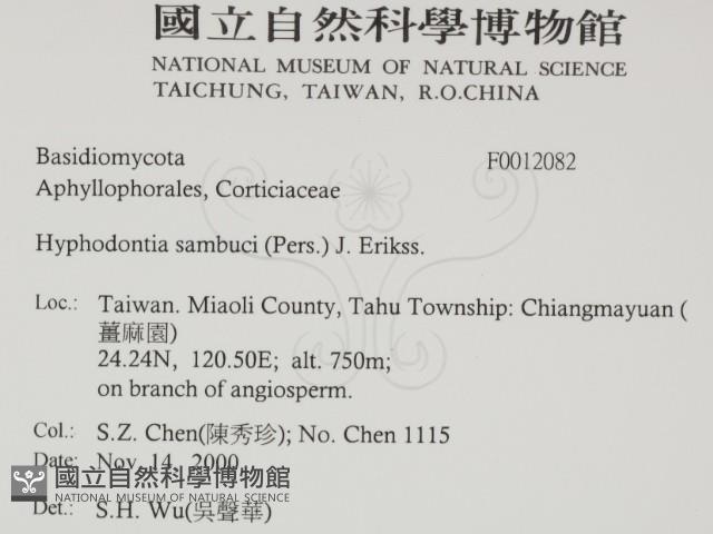 冇骨消絲齒菌藏品圖，第2張