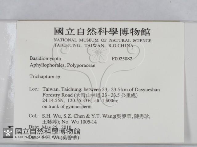 附毛菌屬藏品圖，第2張