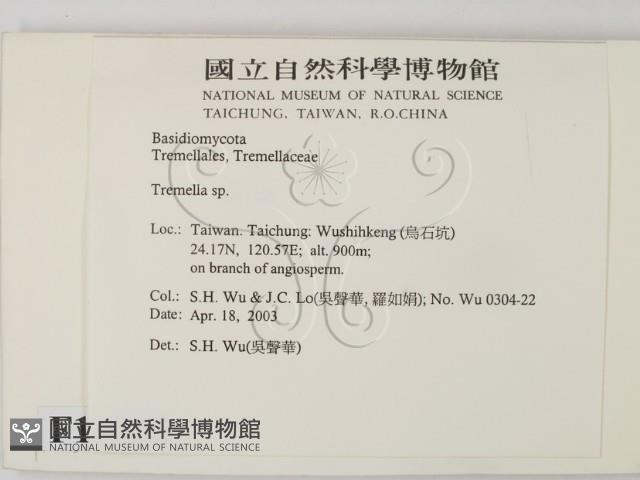 銀耳屬藏品圖，第2張