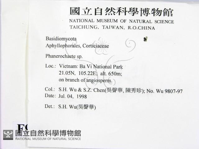 顯絲菌屬藏品圖，第2張