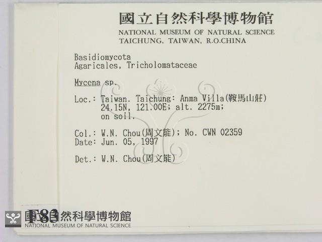 小菇屬藏品圖，第2張