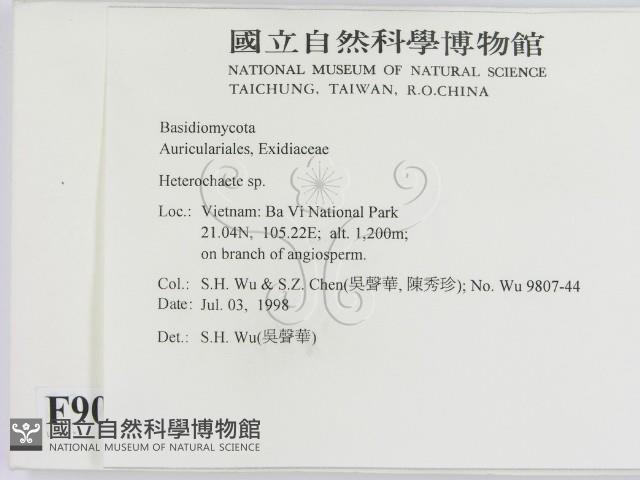 刺皮菌屬藏品圖，第2張