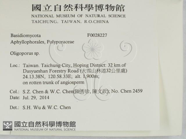 寡孔菌屬藏品圖，第2張